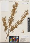 Foto von Salix exigua var. pedicellata (Andersson) Cronquist